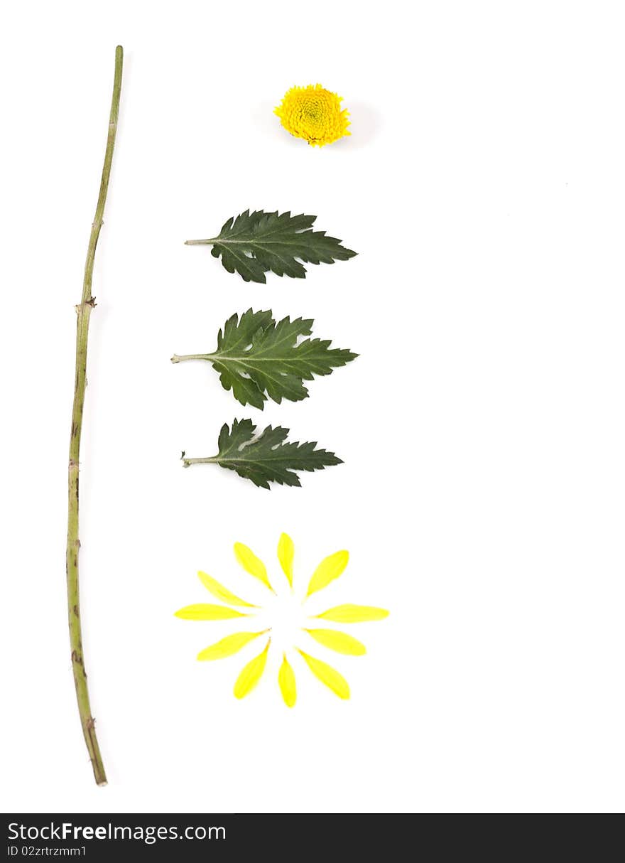 PARTS Of A YELLOW FLOWER