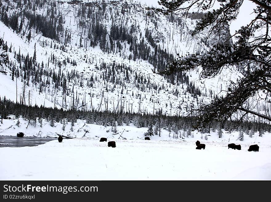 Hot Geysers In Yellowstone NP