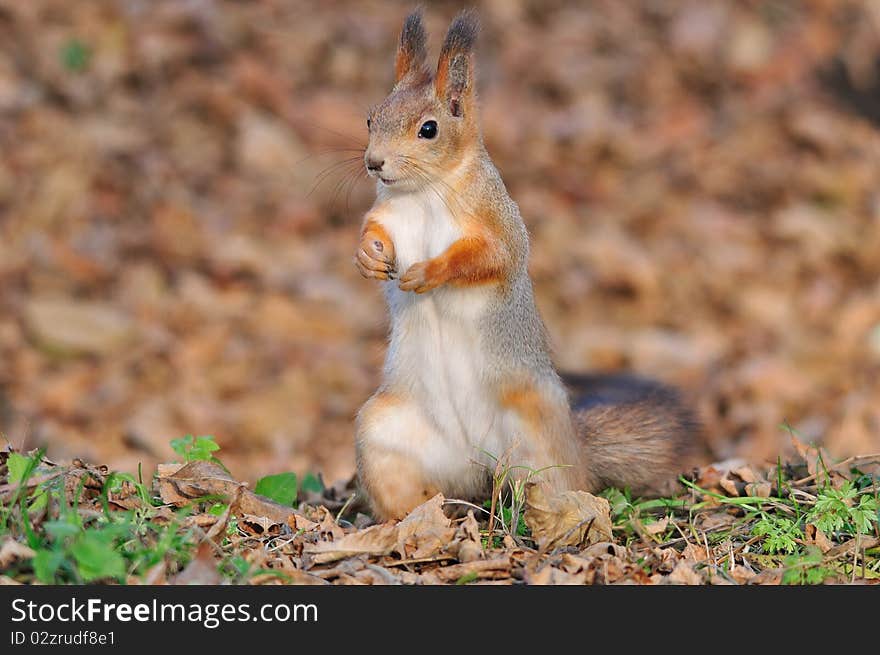 Red squirrel.