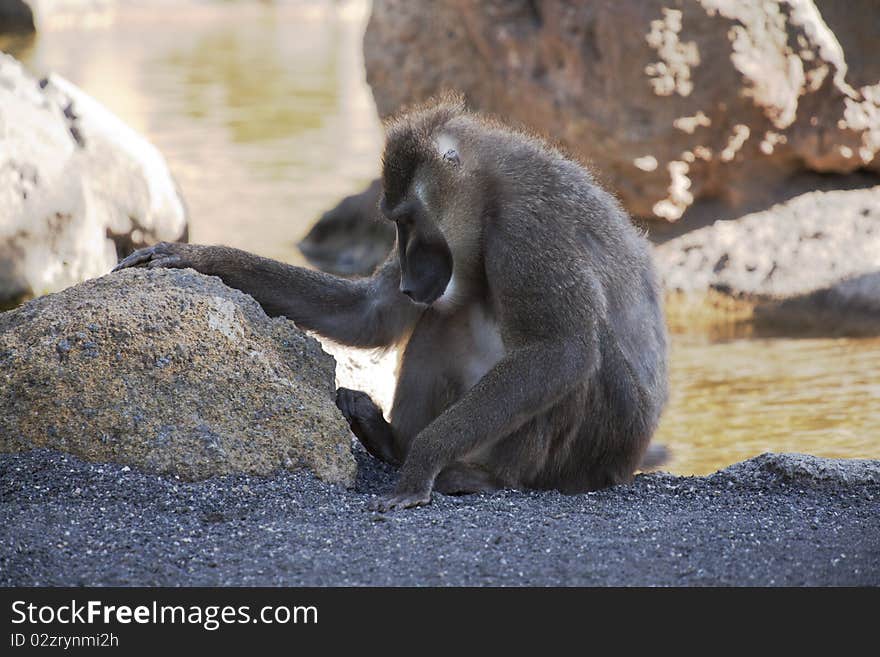 African baboon or drill  in the wild