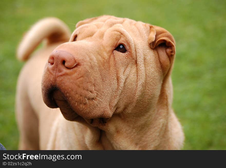 Traditional apricot  sharpei portrait