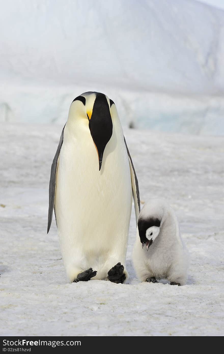 Emperor Penguin