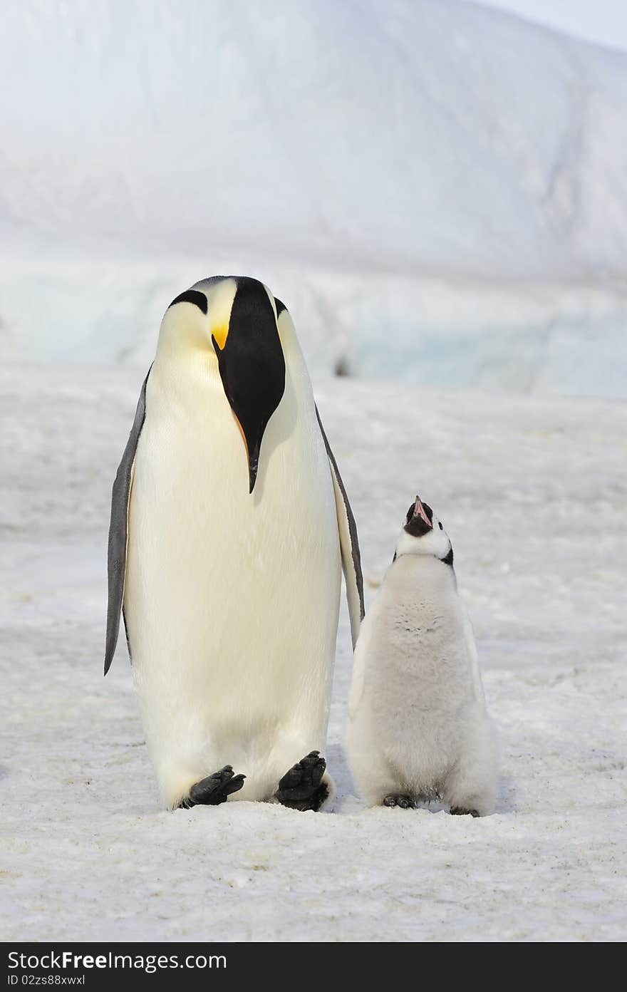 Emperor Penguin