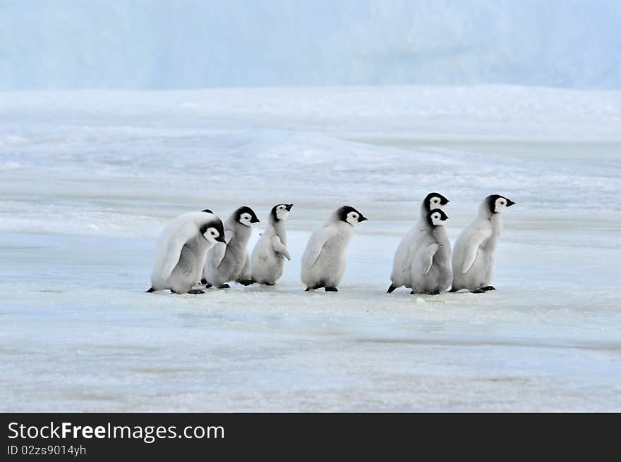 Emperor Penguin