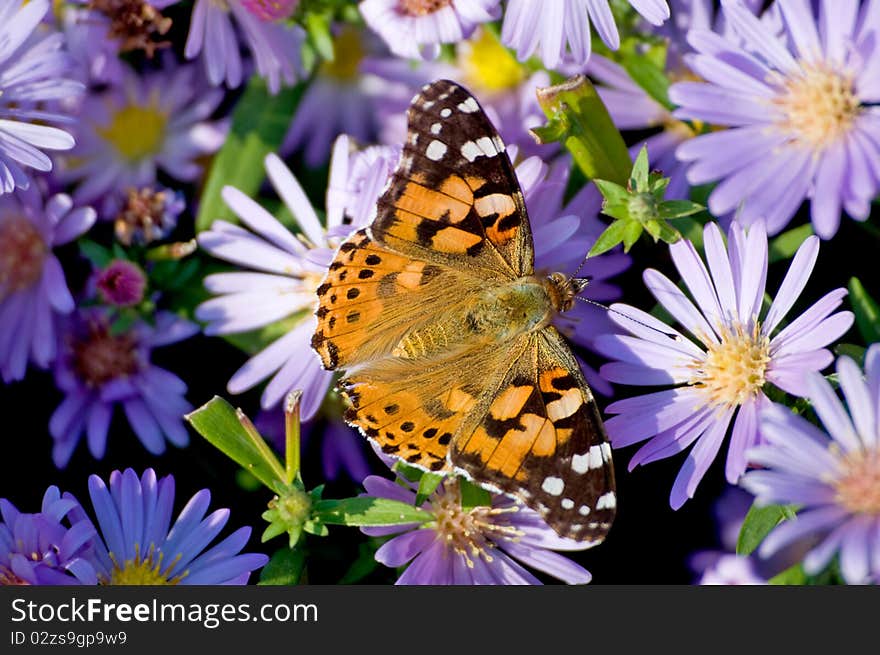 The butterfly sits on a blue flower