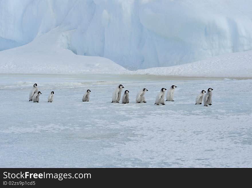 Emperor Penguin