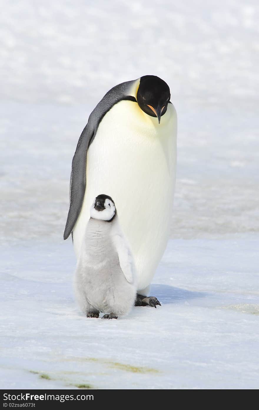 Emperor Penguin