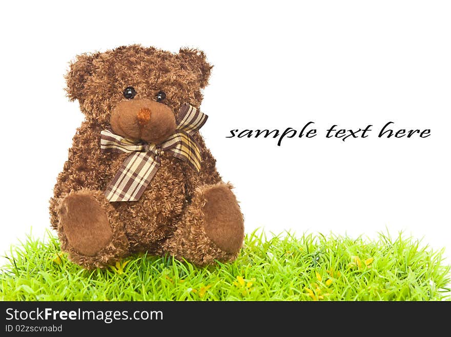 Lovely bear isolated on green grass