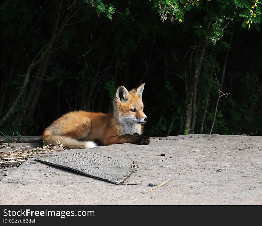 Baby Fox Kits Near Den