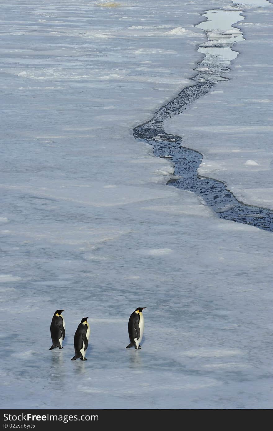 Emperor Penguins Snow Hill, Antarctica 2010 on the icebreaker Kapitan Khlebnikov