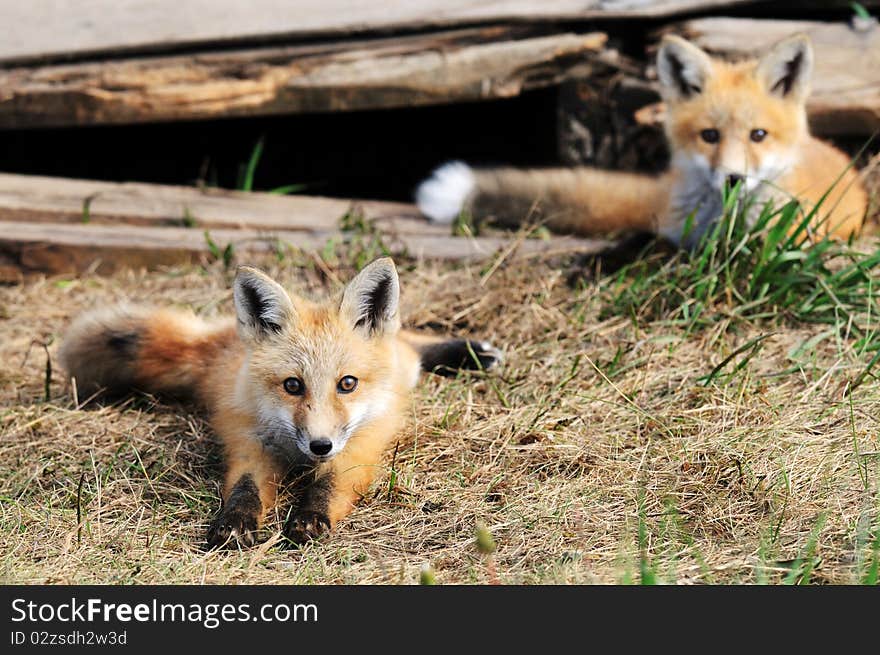 Two Baby red Fox Kits near den