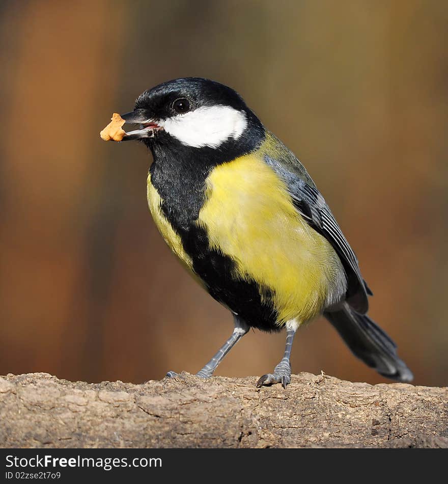 Great tit with nuts in bill