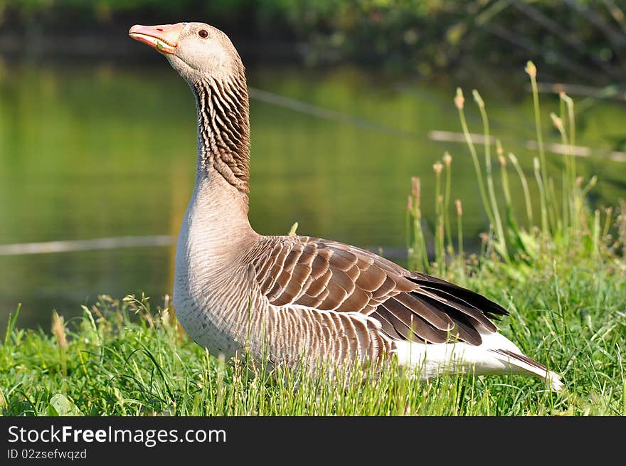 Beautiful bird western greylag goose. Water and plants in the background.