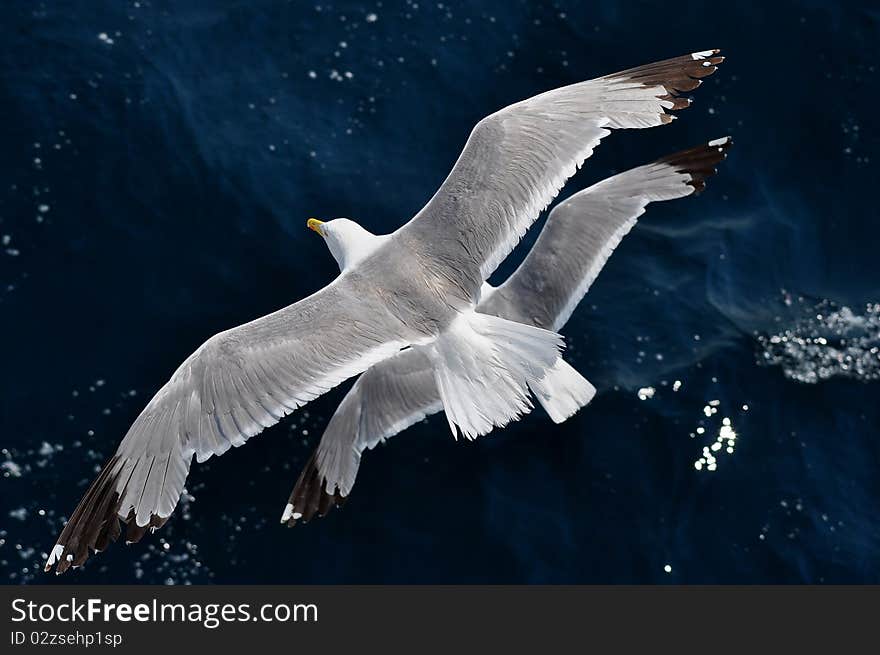 Upper view on sea surface with flying seagulls. Upper view on sea surface with flying seagulls.