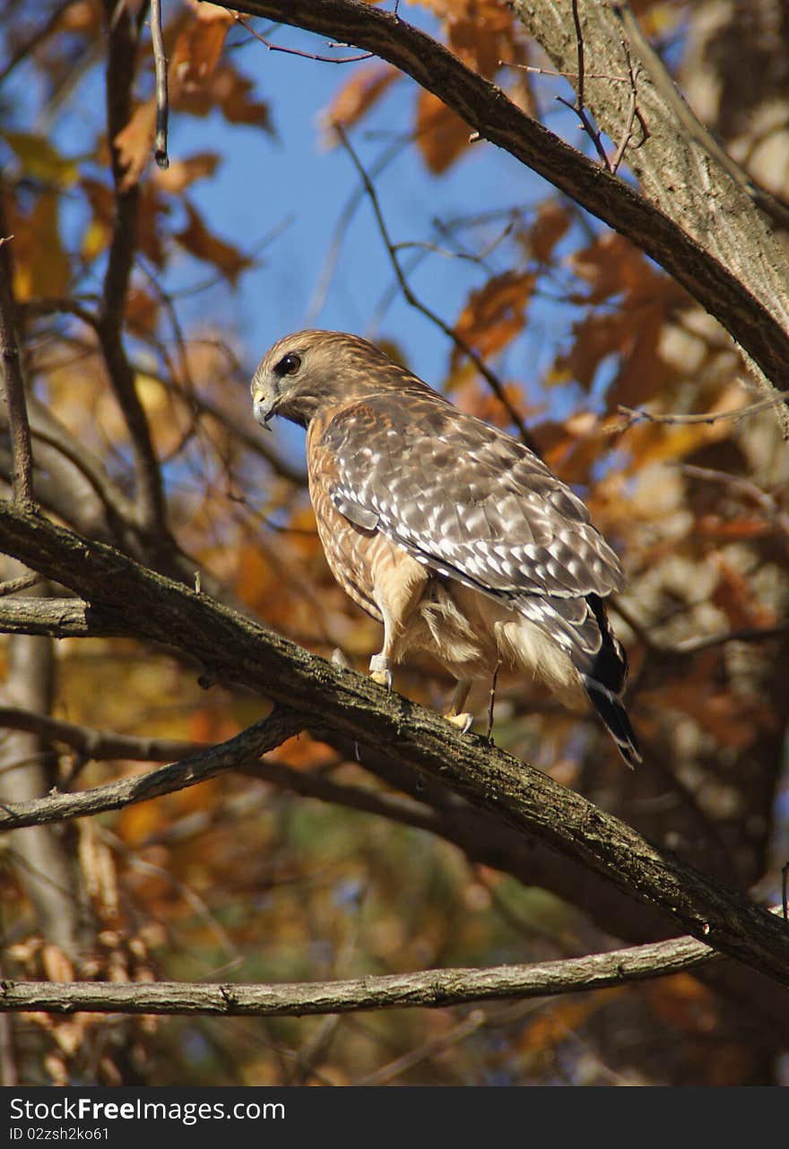 Red-shouldered hawk resting in a tree. Red-shouldered hawk resting in a tree