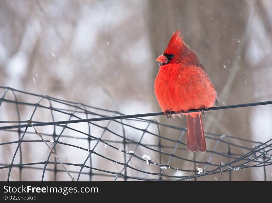 Beautiful cardinal in a winter scene