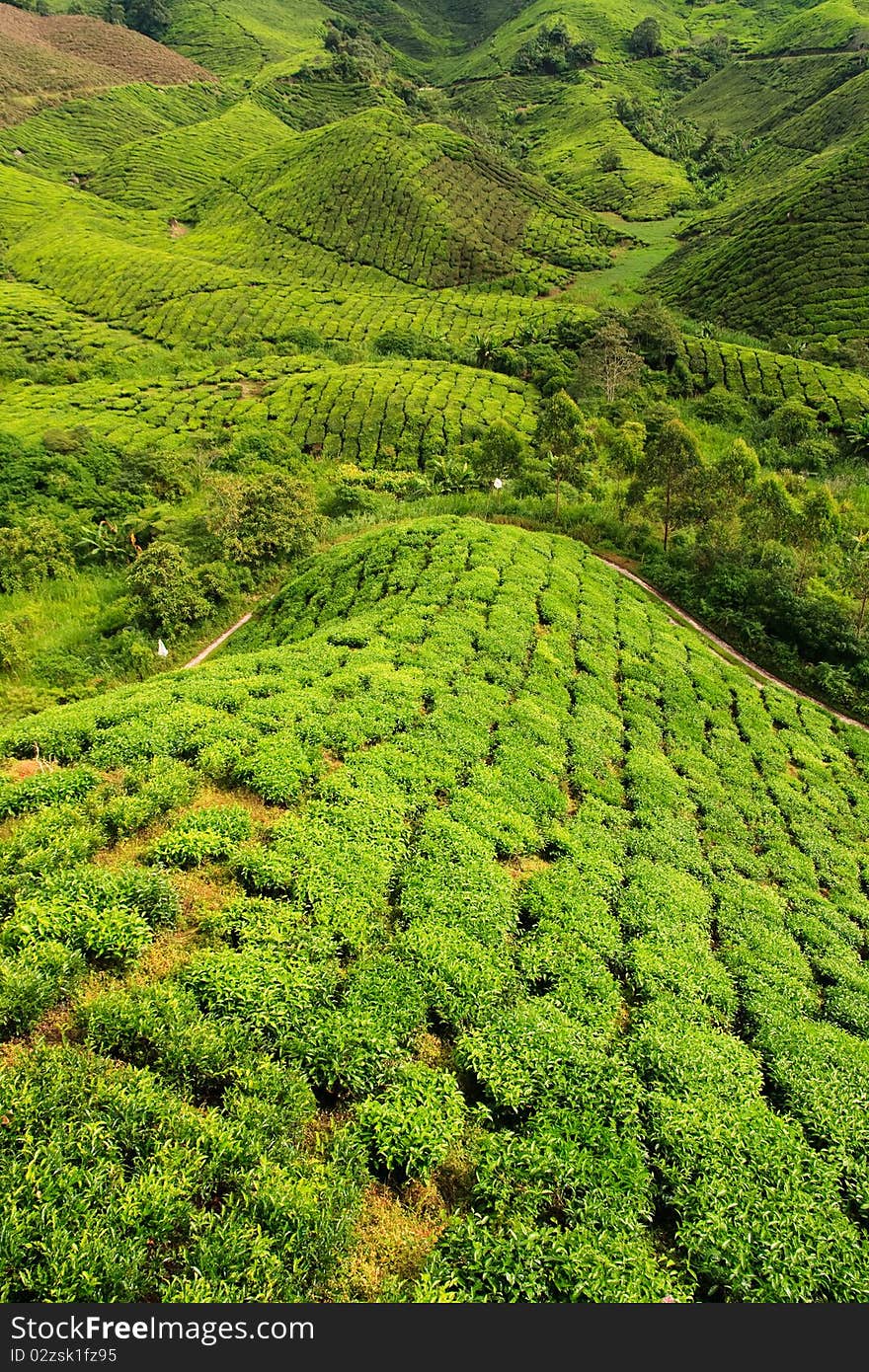 Tea Plantation