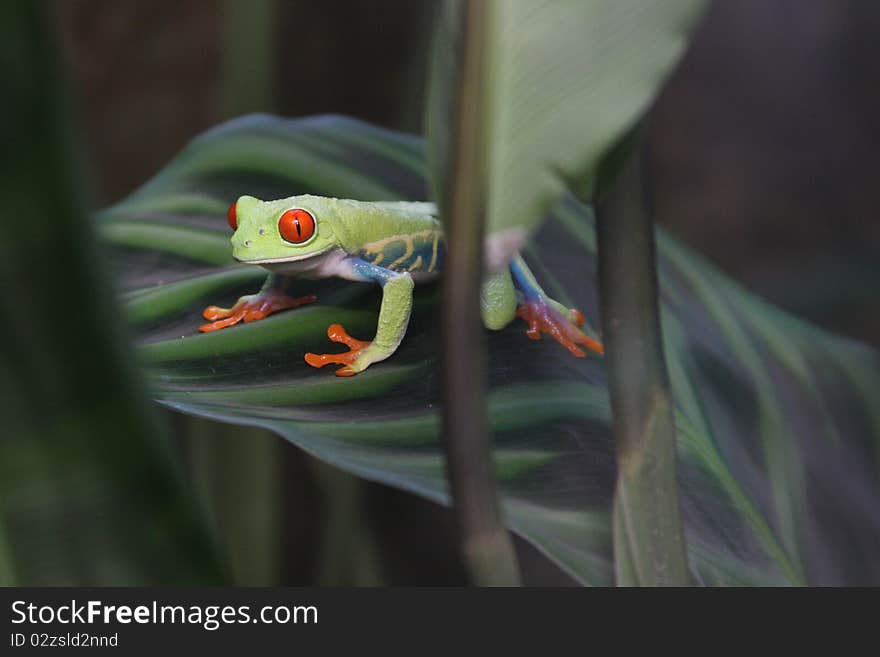 Red-eyed green tree frog crouching on his favorite leaf