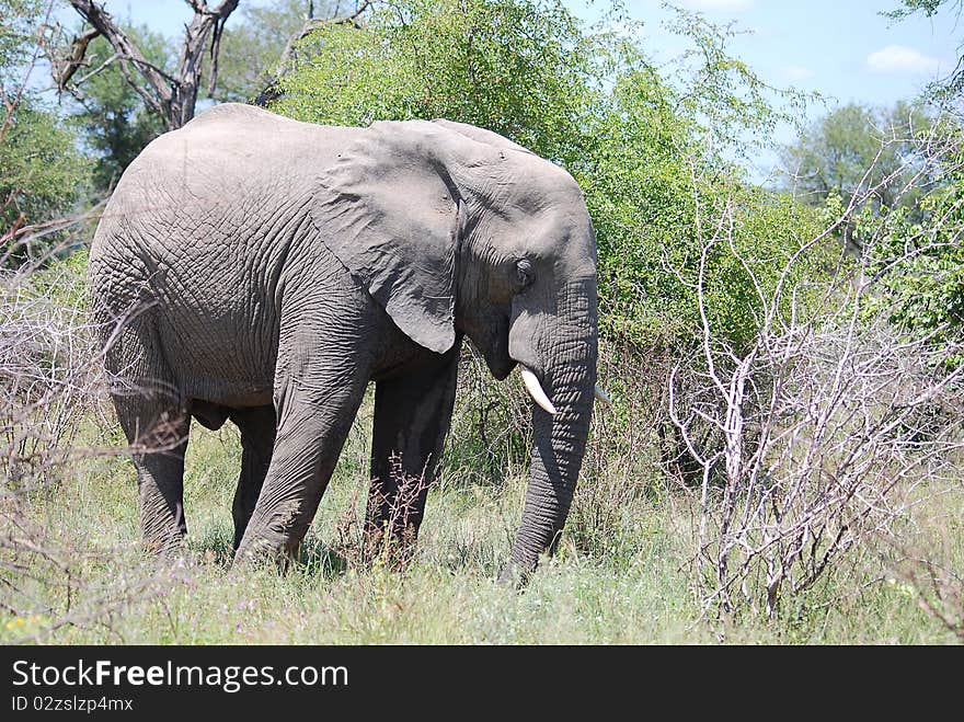 An elephant standing in a veld