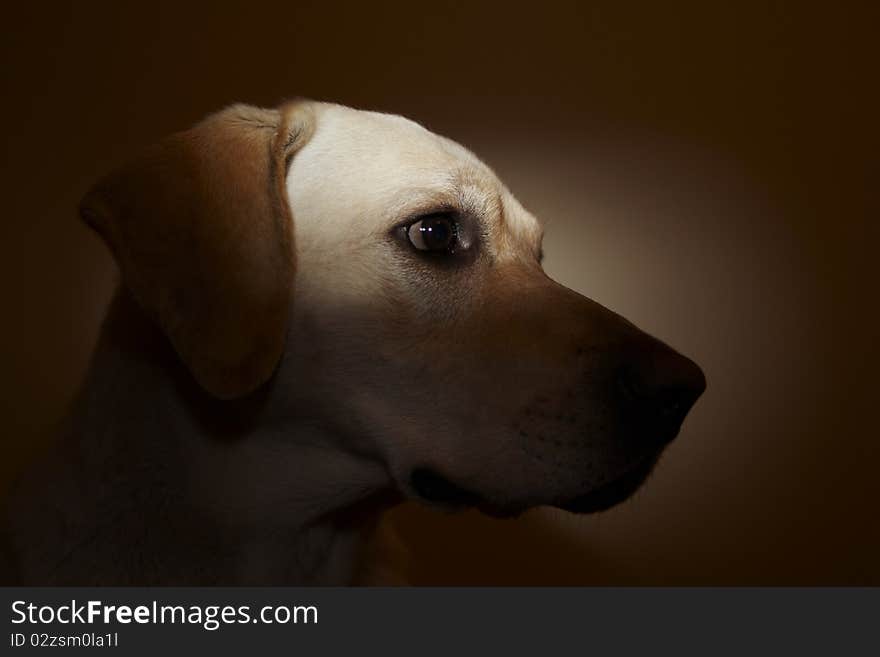 Head of awake Labrador Retriever.