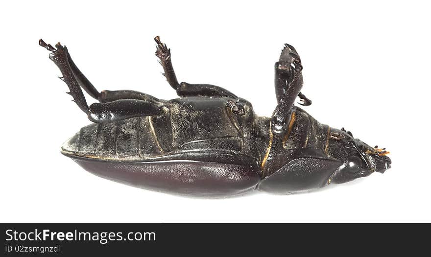 Dead stag beetle