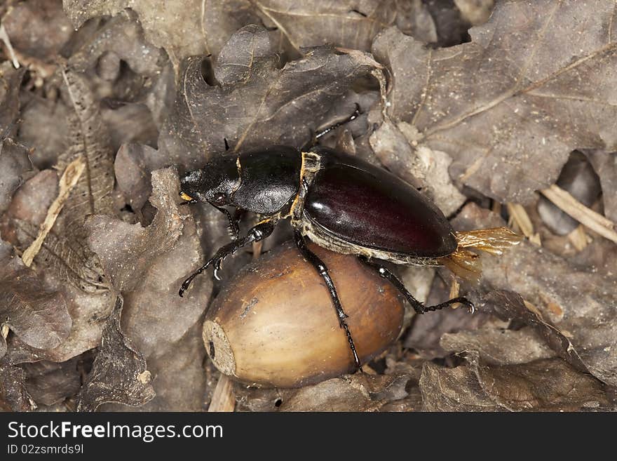 Female stag beetle acorn