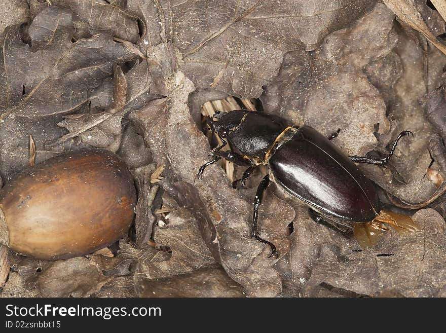 Female stag beetle acorn