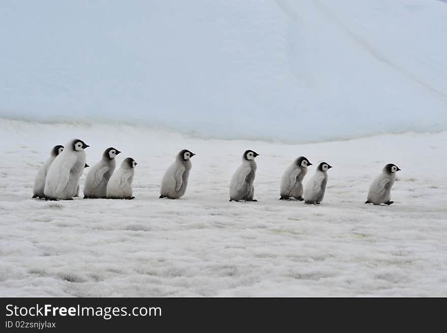 Emperor Penguin