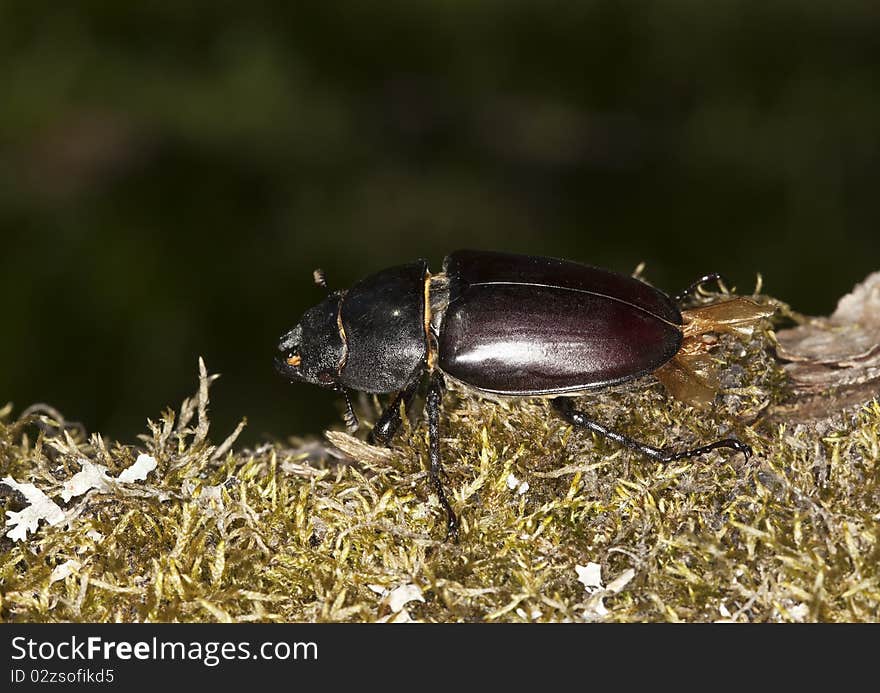 Female Stag Beetle