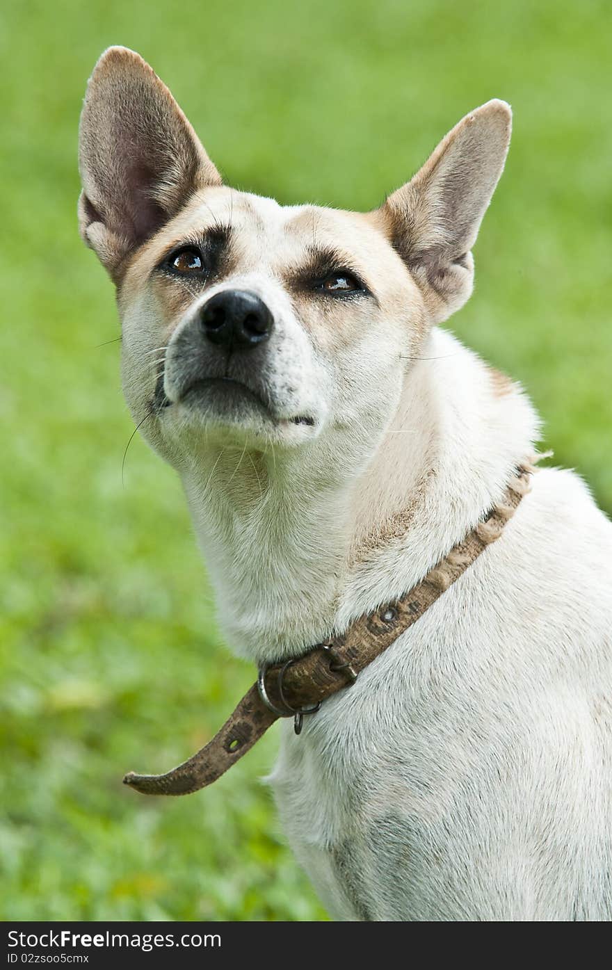 Thai white dog