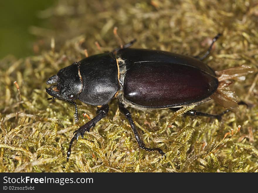 Female Stag Beetle