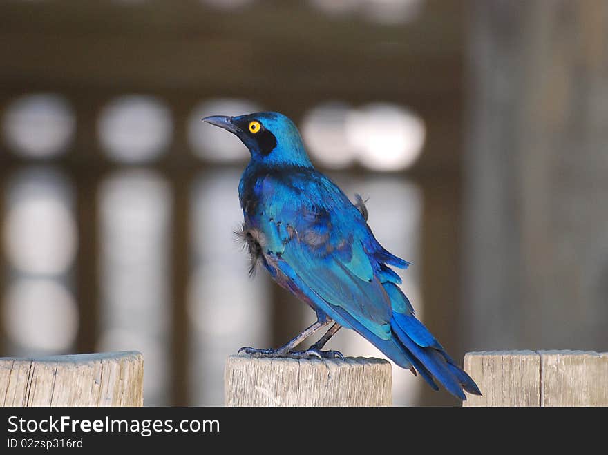 Cape glossy starling