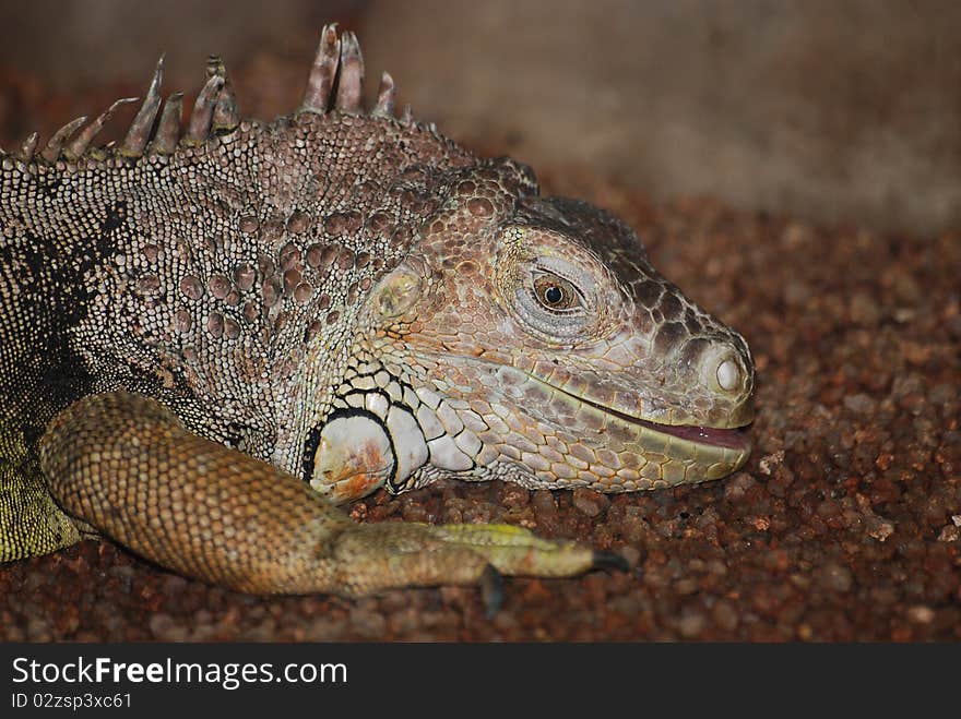 An Iguana sitting in the sun