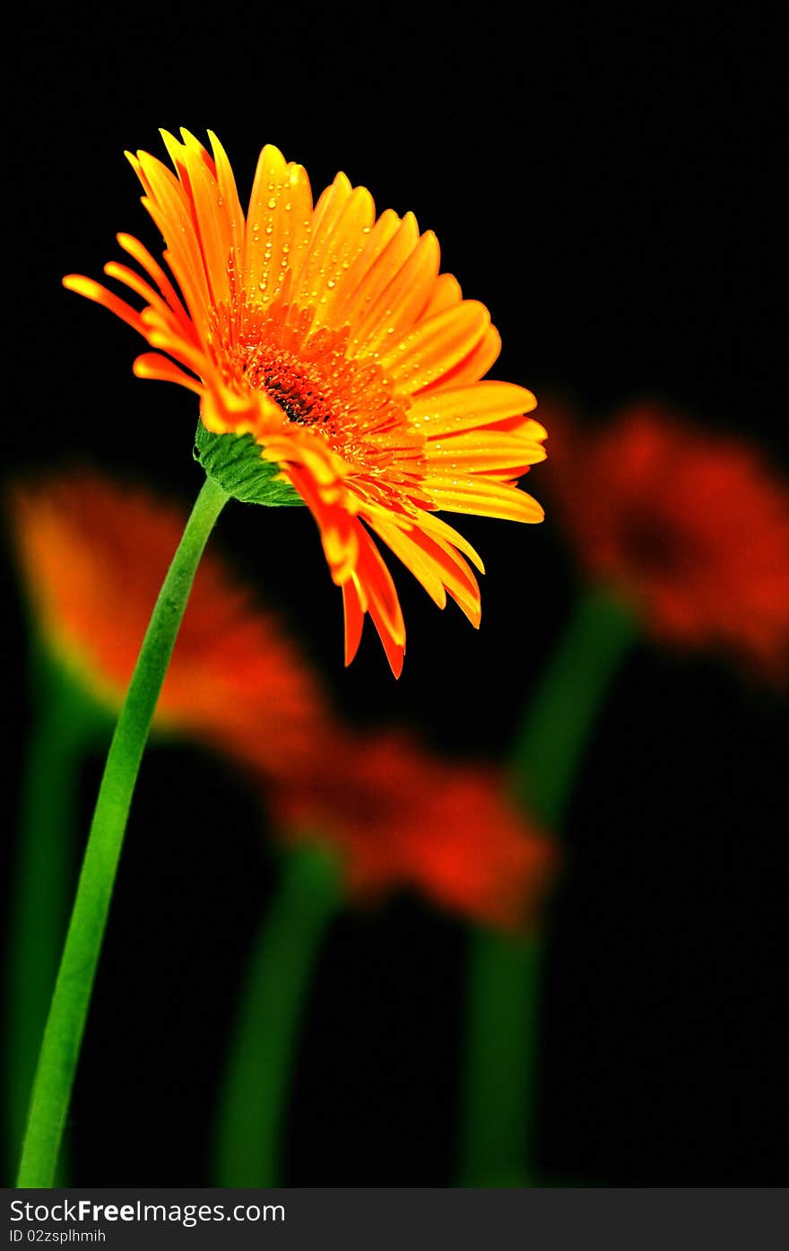 Orange flowers with petals that condensation