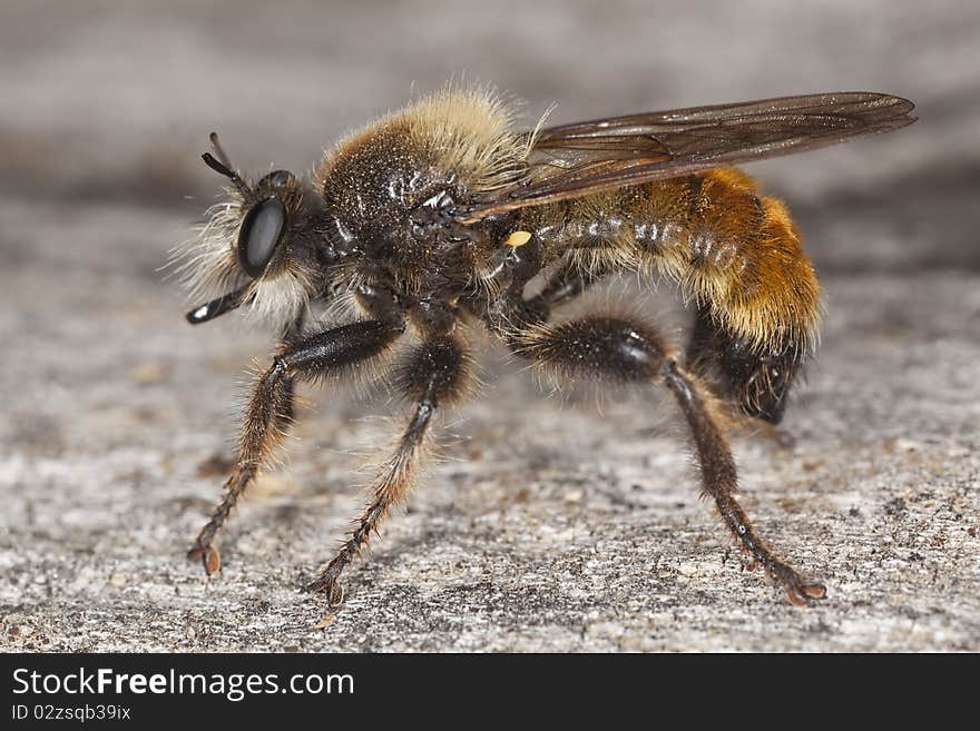 Robber fly (Laphria flava)