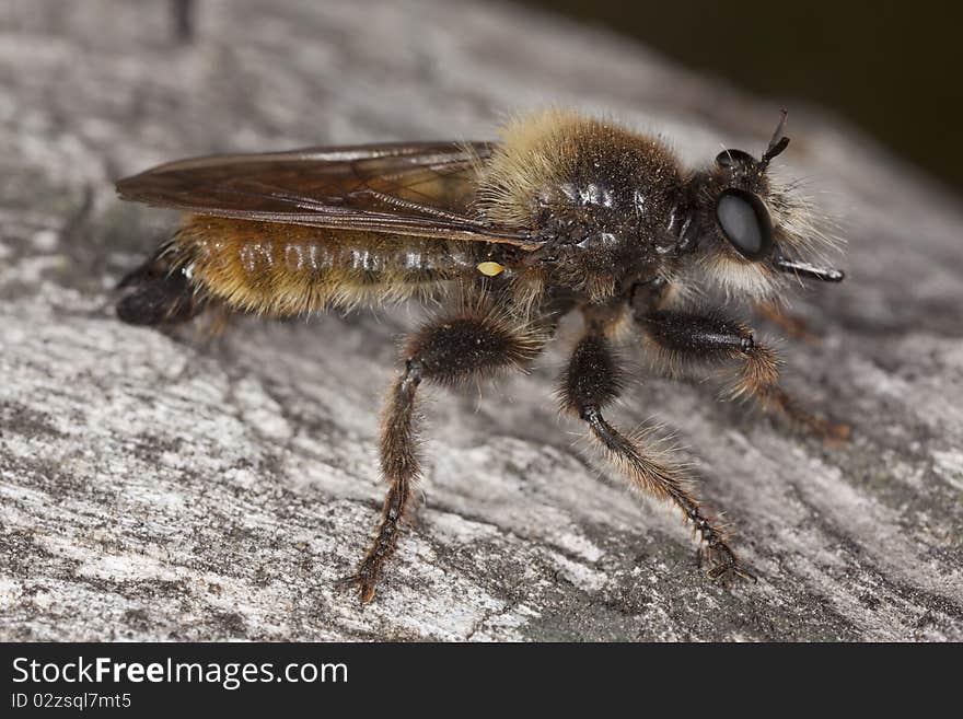 Robber Fly (Laphria Flava)