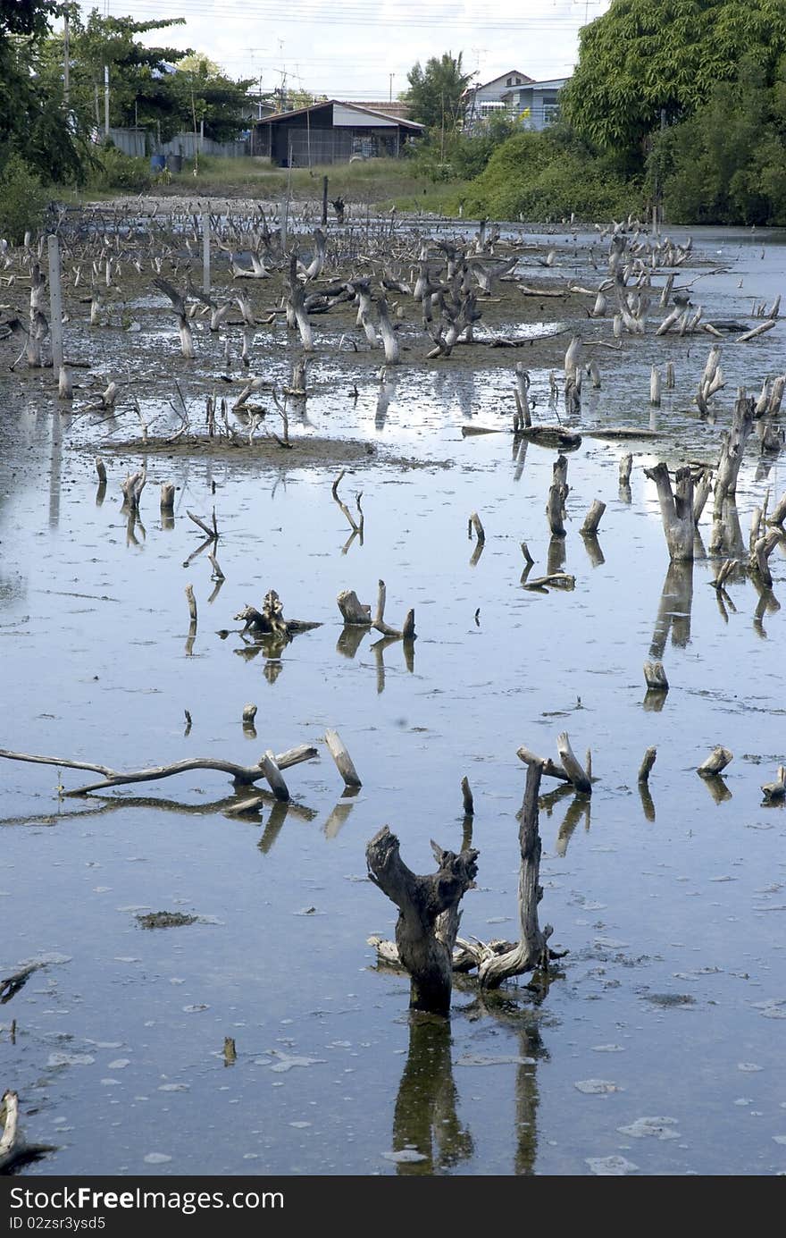 Destruction of mangrove forests in Thailand as a serious problem of forest resources.