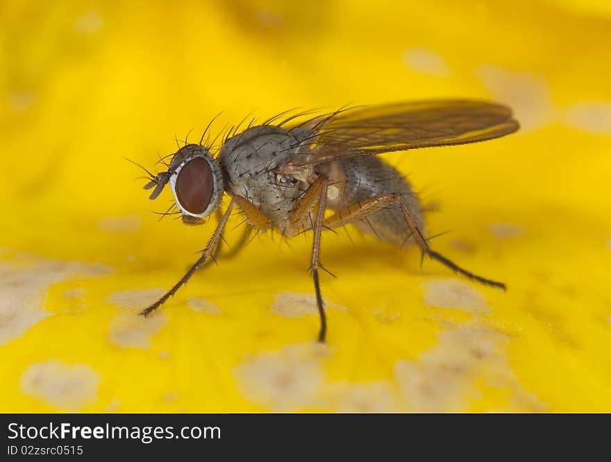 FlSmall fly, extreme close up.