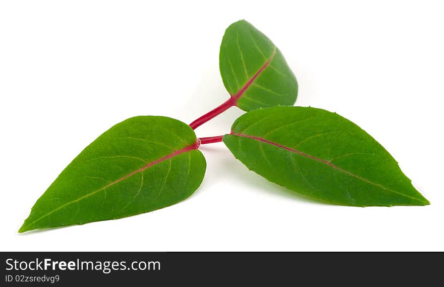 Studio shot of Three green Leaves isolated on white background. Studio shot of Three green Leaves isolated on white background.