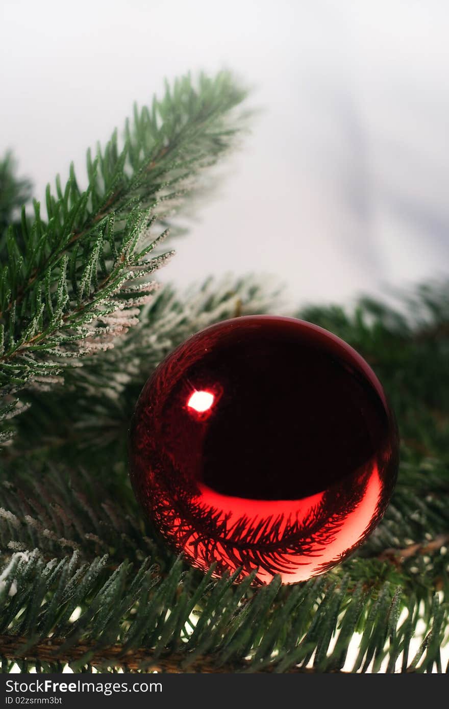 Christmas decoration, red christmas balls on spruce branch