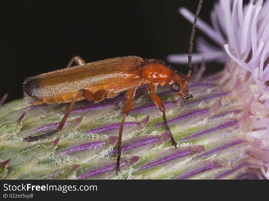 Common red soldier beetle (Rhagonycha fulva) sitting on thistle. Macro photo.