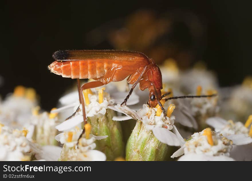 Common Red Soldier Beetle (Rhagonycha Fulva)