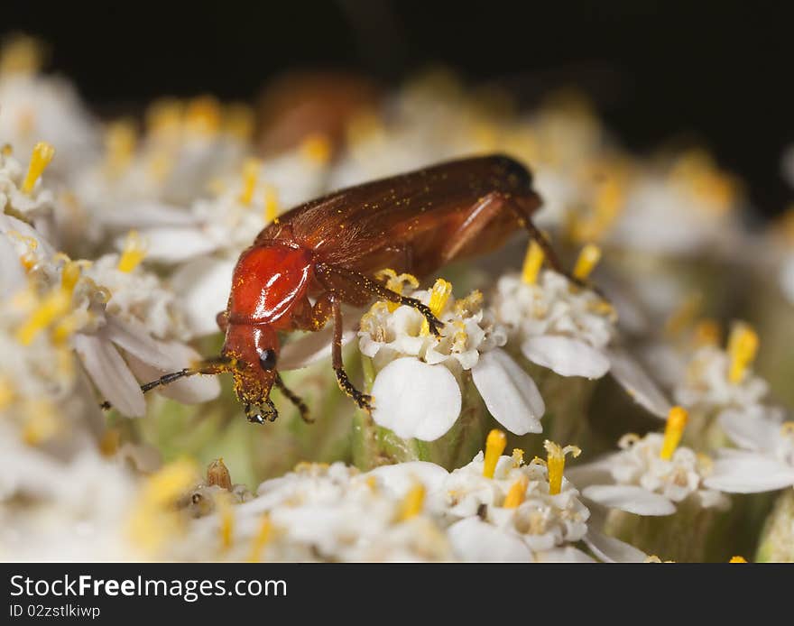 Common red soldier beetle (Rhagonycha fulva) feeding on flower.