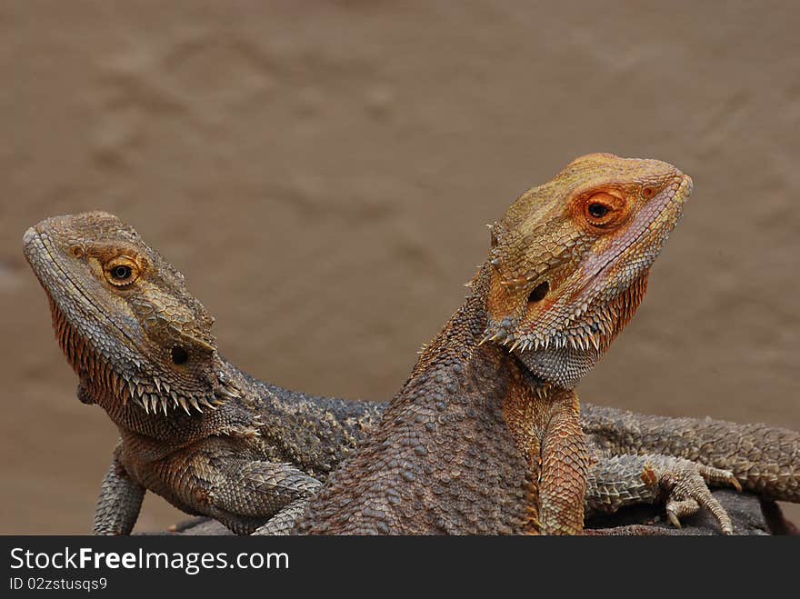 Bearded dragons