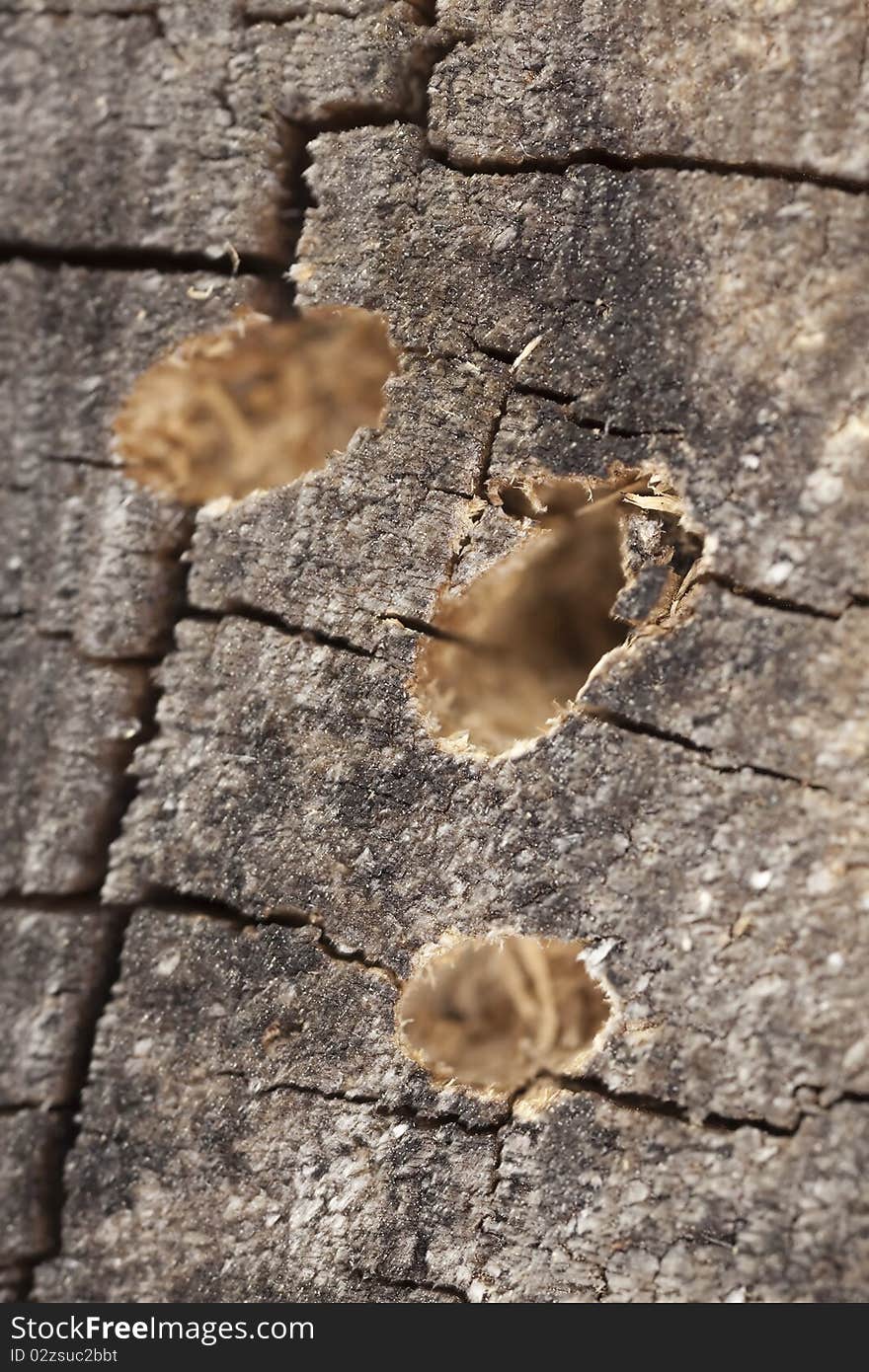 Holes in wood after beetle hatching.