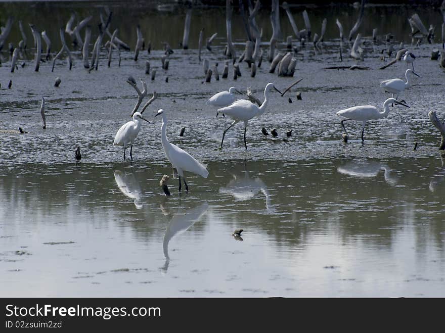 The Great White Heron or Great Egret is on ground fishing in a peaceful pond. The Great White Heron or Great Egret is on ground fishing in a peaceful pond.