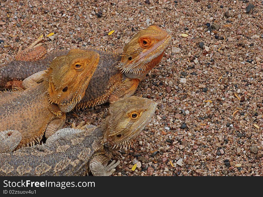 Bearded dragon