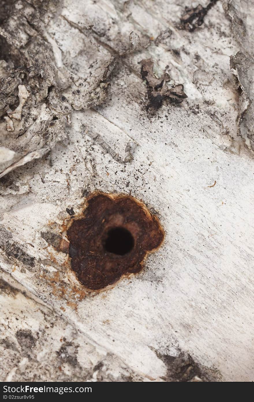 Holes in wood after beetle hatching.