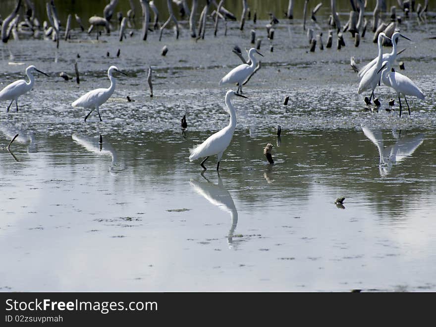 Great White Egret