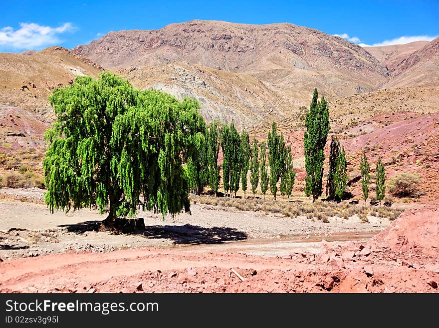 Desert trees, Bolivia